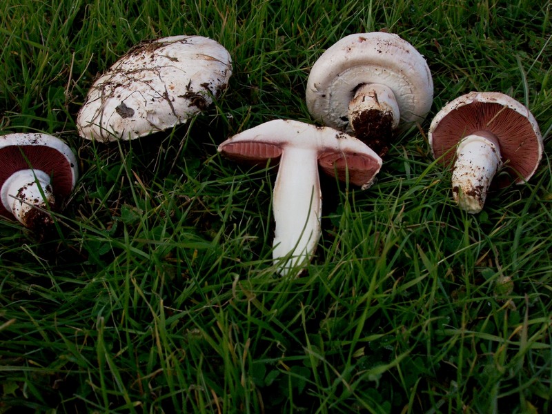 Agaricus pampeanus